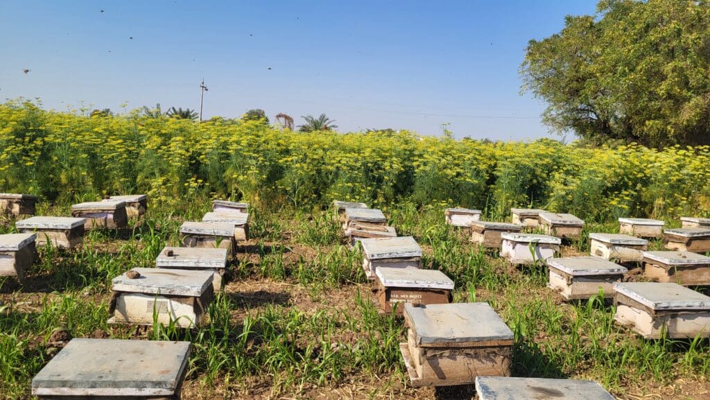 Best Honey in Gujarat