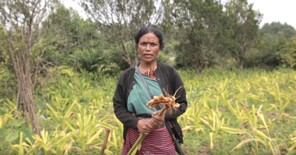 lakadong turmeric 2