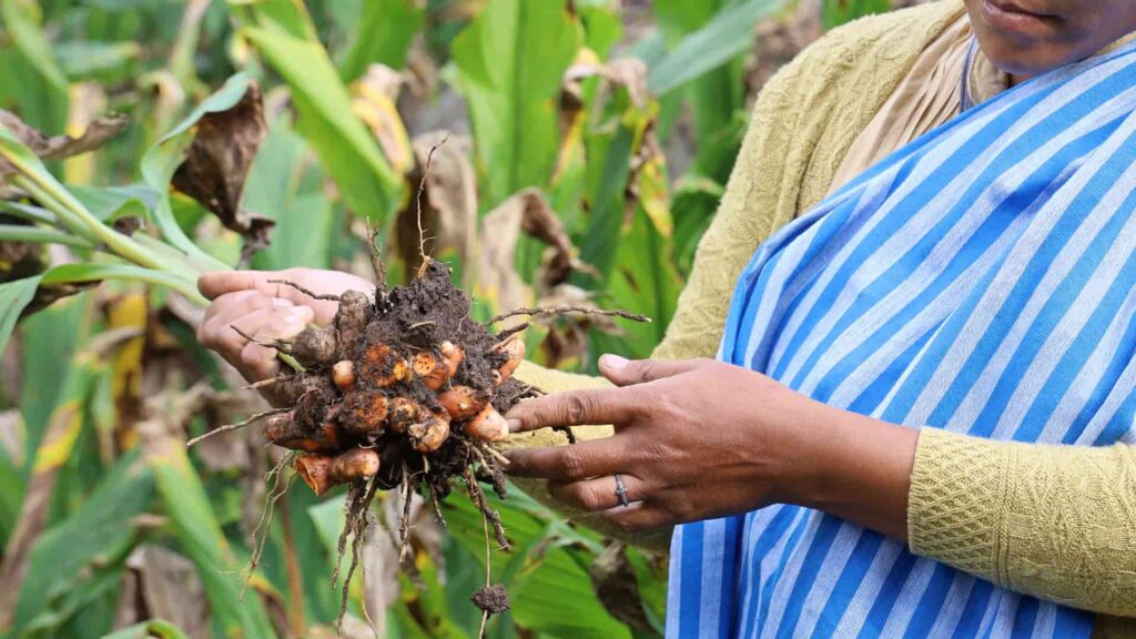 raw lakadong turmeric
