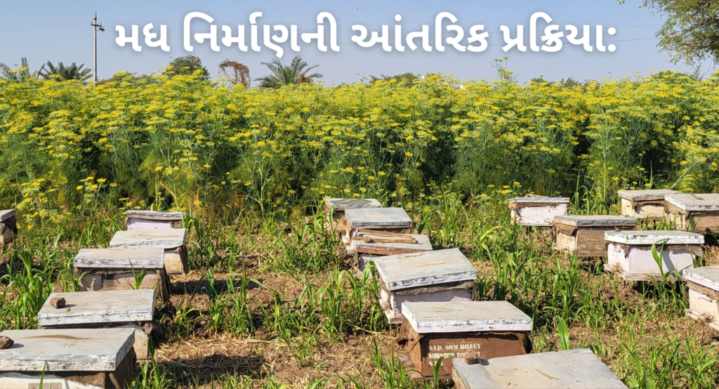 મધ નિર્માણની આંતરિક પ્રક્રિયા