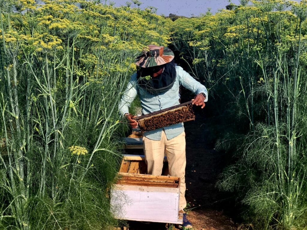 sattvanik honey