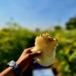sattvanik honey
