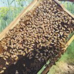 sattvanik honey